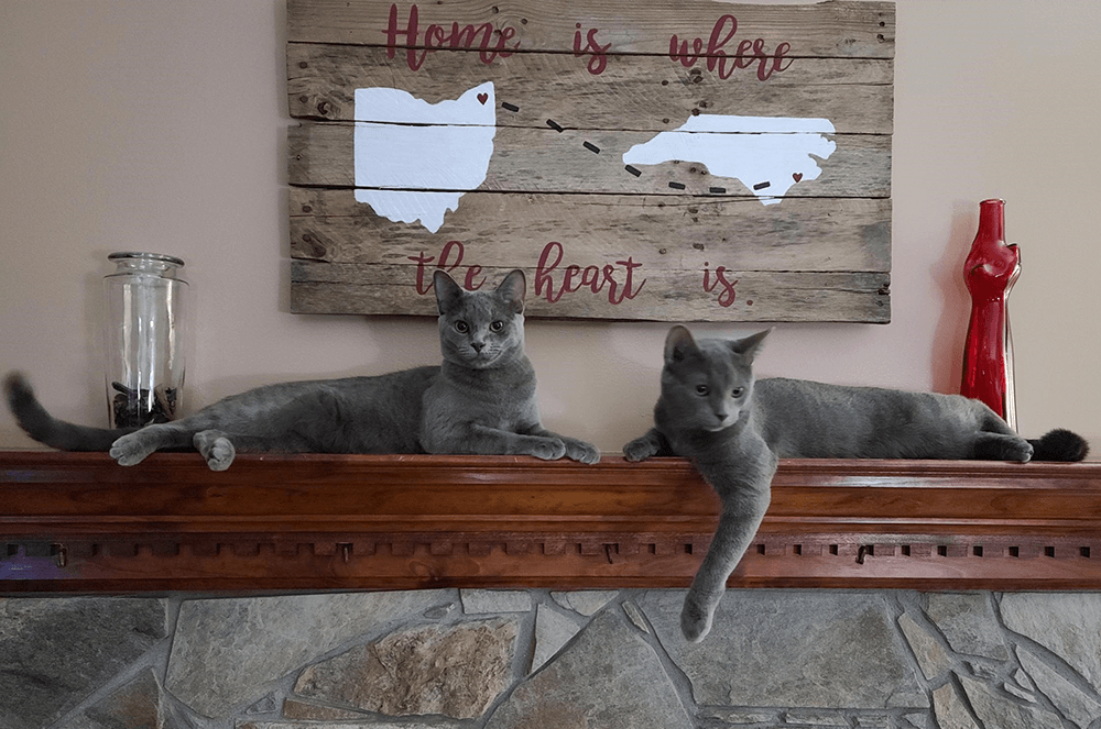 Two cats lying on mantle