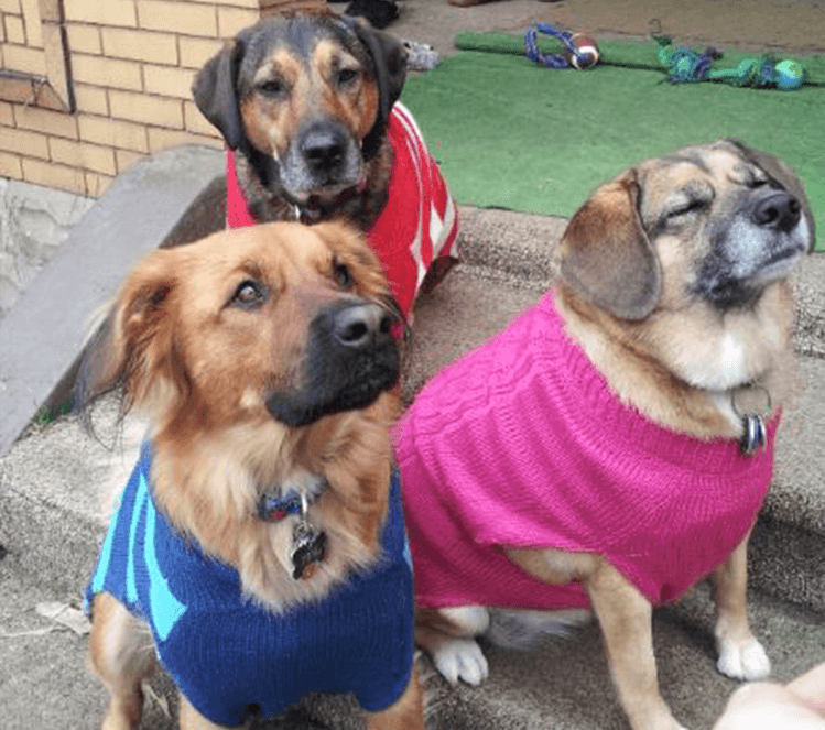 Three dogs posing in shirts