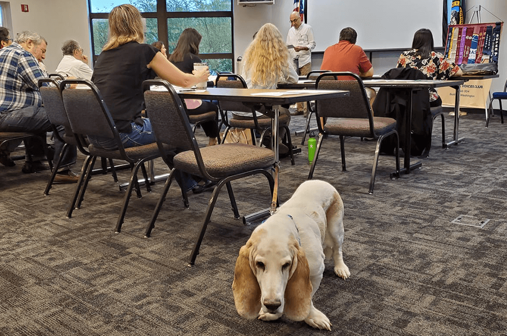 Bassett hound at a meeting