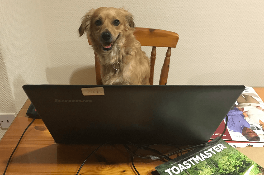 Dog sitting at laptop