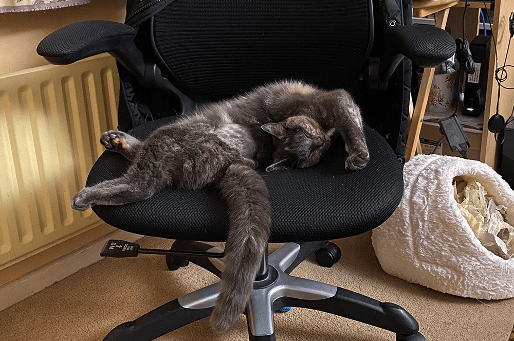 Cat on office chair