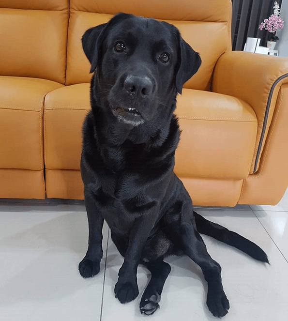 Black labrador sitting in front of couch