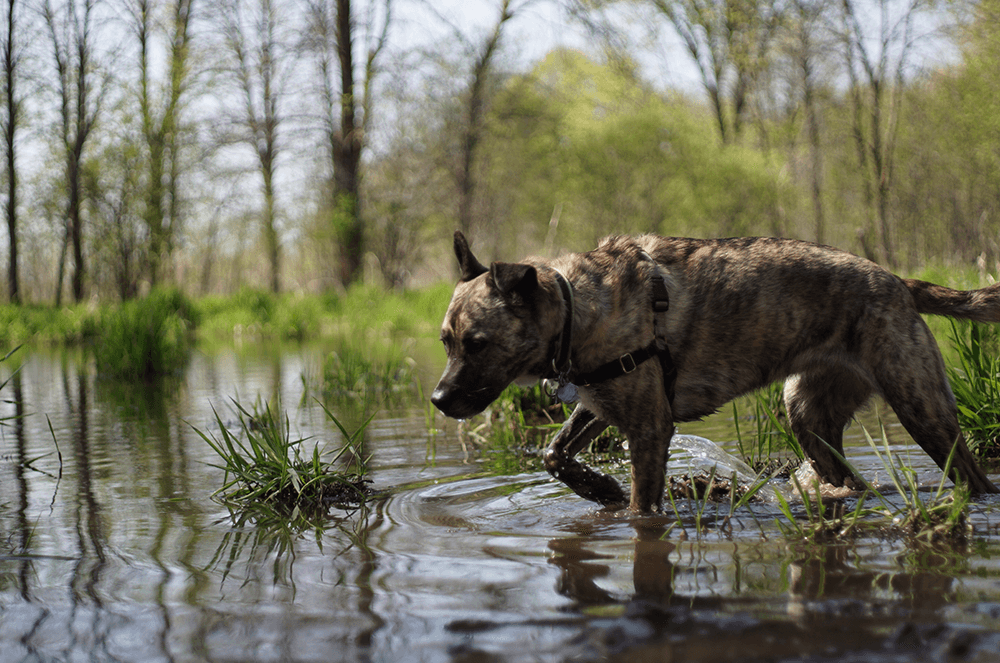 Dog walking through water