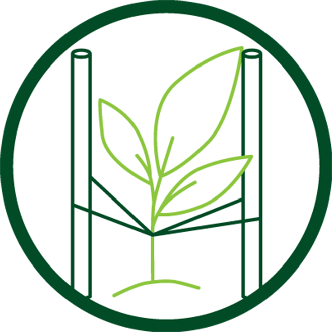 Plant being held up by stakes in green circle