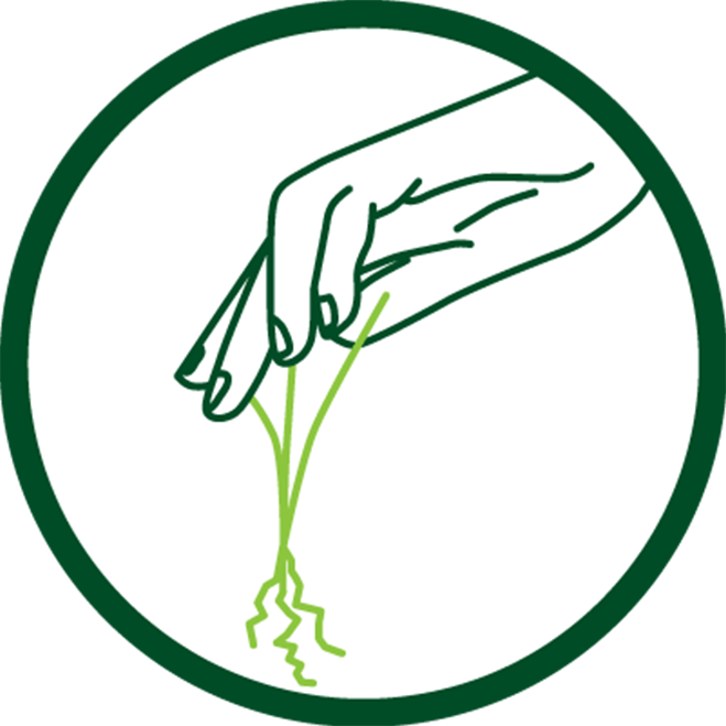 Hand pulling up plant in green circle